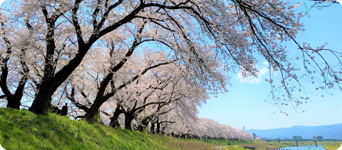 春爛漫の永平寺 親禅の宿 柏樹関を優待価格でご案内